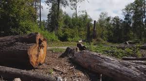 Best Tree Mulching  in Leetsdale, PA