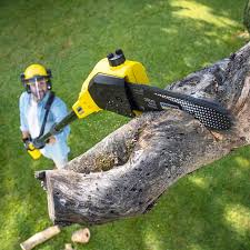 Reliable Leetsdale, PA Tree Care Solutions