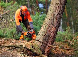 Best Storm Damage Tree Cleanup  in Leetsdale, PA