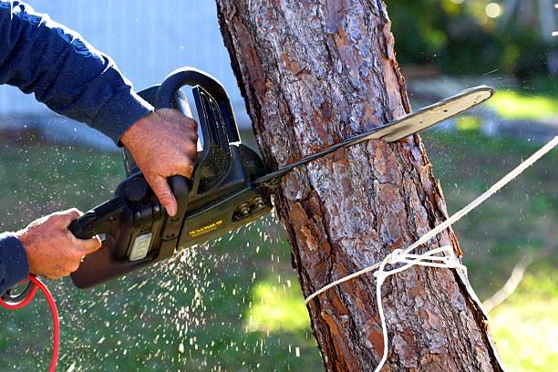 Best Lawn Irrigation Installation and Maintenance  in Leetsdale, PA