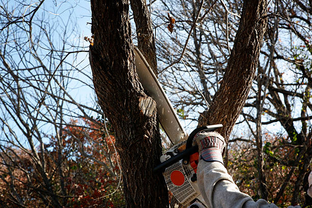 How Our Tree Care Process Works  in  Leetsdale, PA