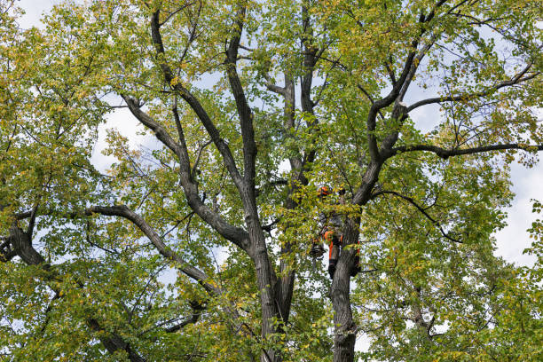 Leetsdale, PA Tree Care Company
